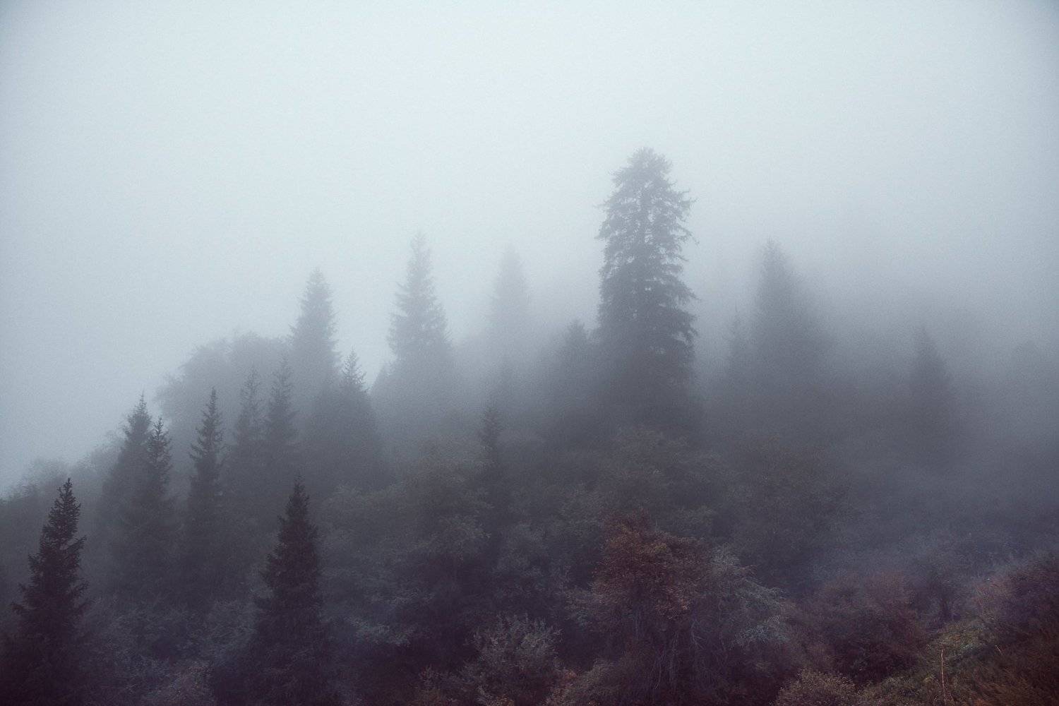 горы, лес, природа, туман, непогода, Василий Шумкин