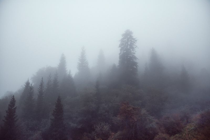 горы, лес, природа, туман, непогода Туман фото превью