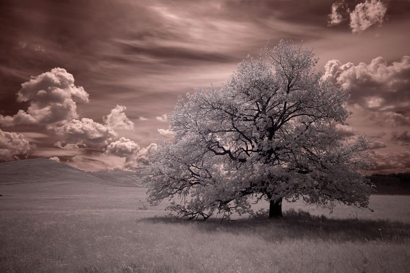 пейзаж, инфракрасный, фильтр, дерево, небо, infrared,landscape, canon, Oleg_Grachev  IRреальный мир Олега Грачёва фото превью