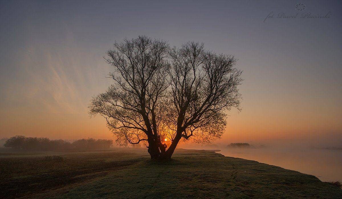 , Pawel Plucinski