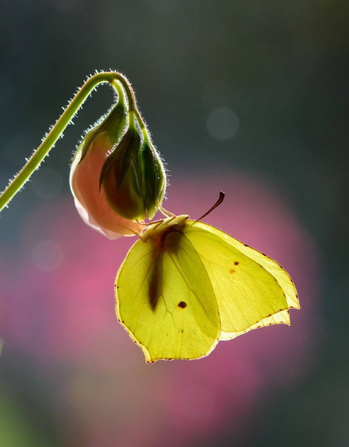 , Вячеслав Мищенко