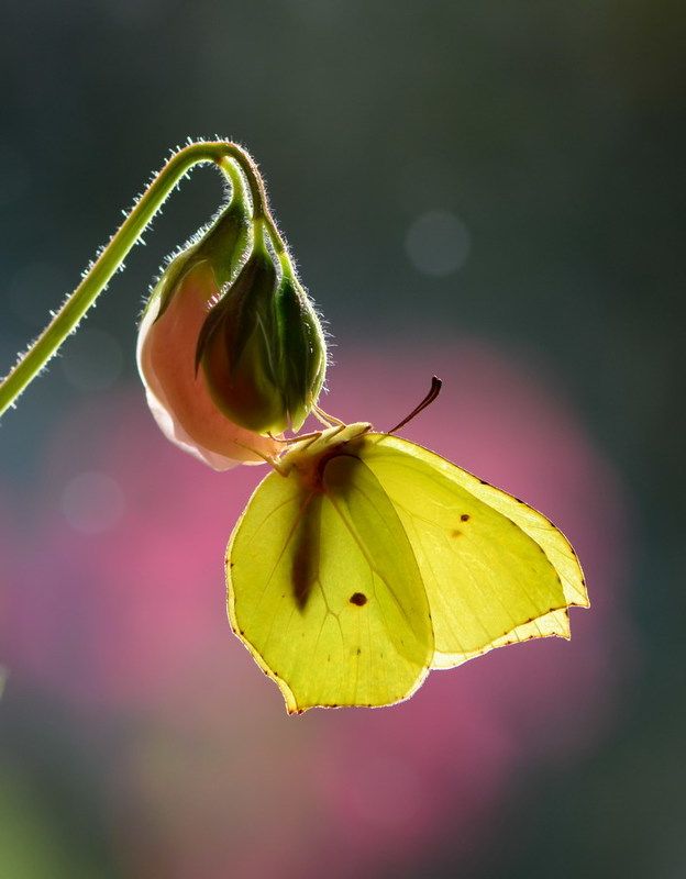 Лимонница фото превью