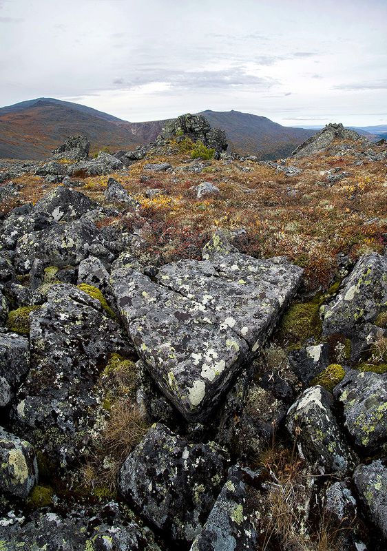 Вектор фото превью