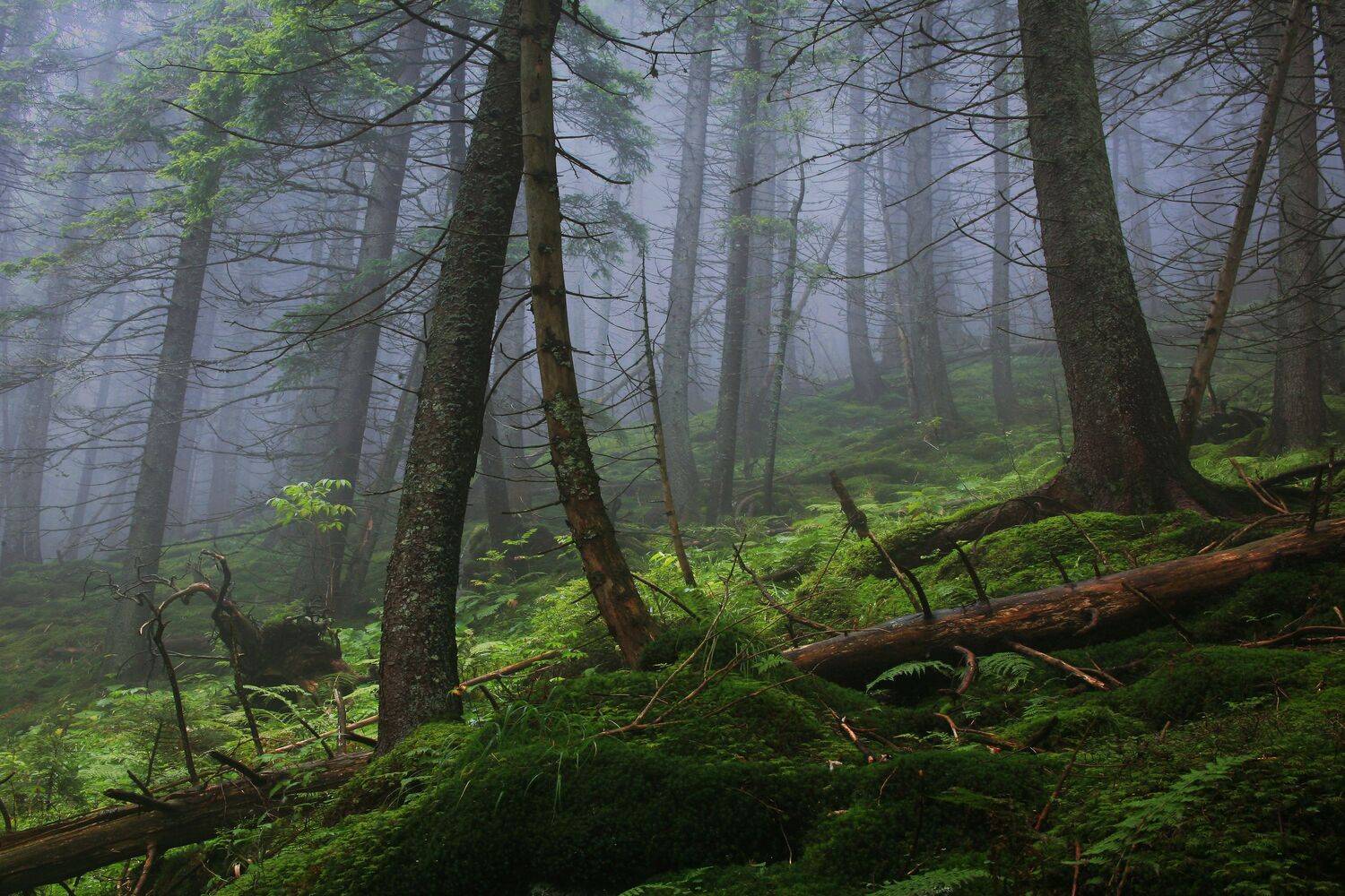 , Милокост Алексей