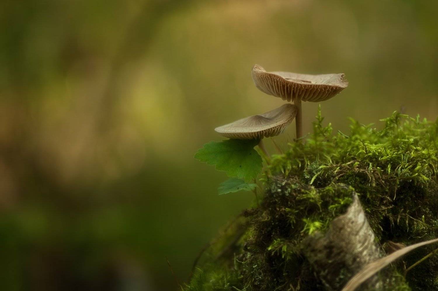 макро,лес,природа,грибы,осень, Наталия К