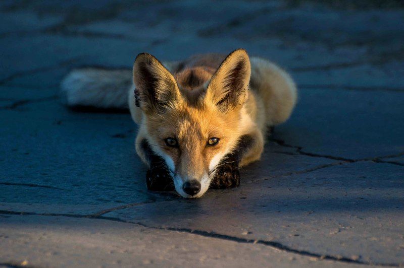Выходи за рамки фото превью