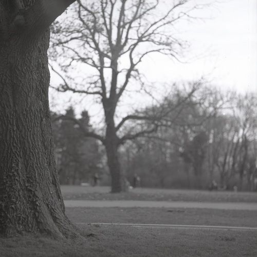 Morning Park
