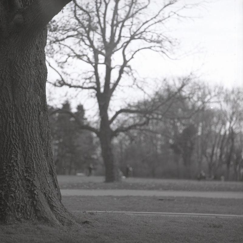 film, пленка, middle, format Morning Park фото превью