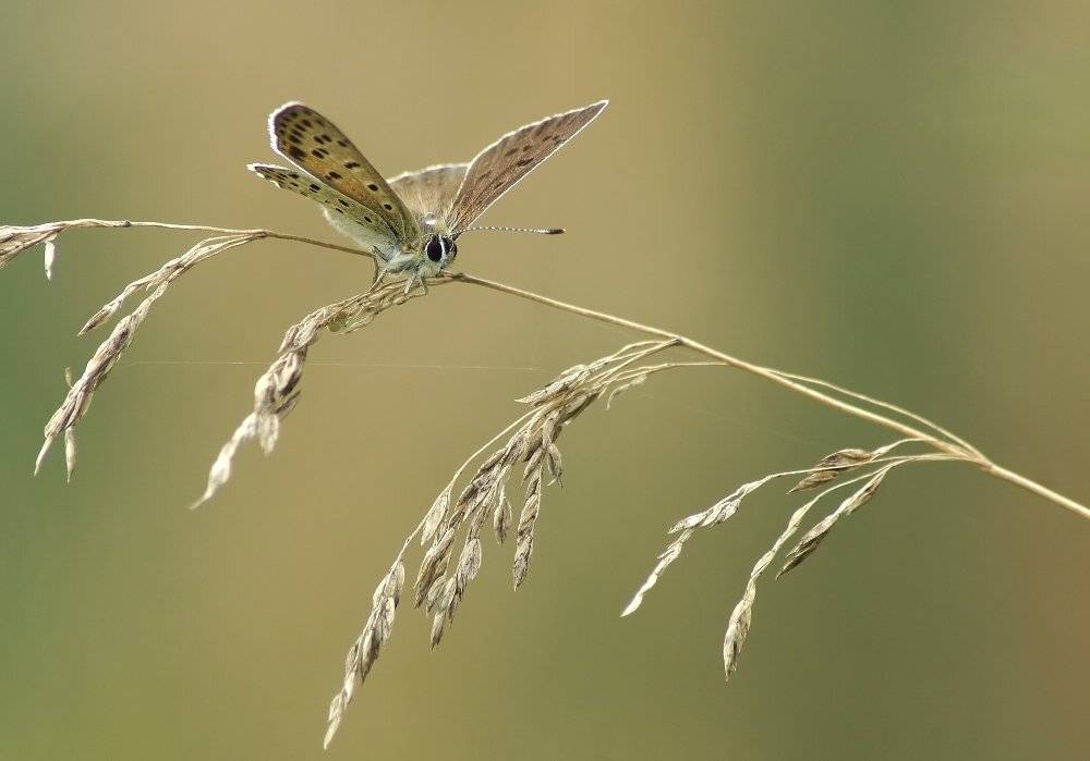 Бабочка, капля дождя, Чепленко Алексей