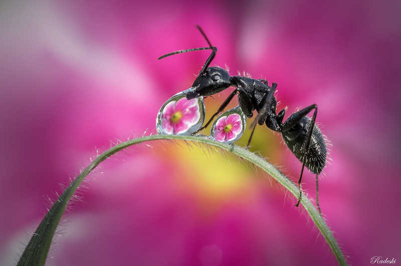 A drop for a small ant фото превью