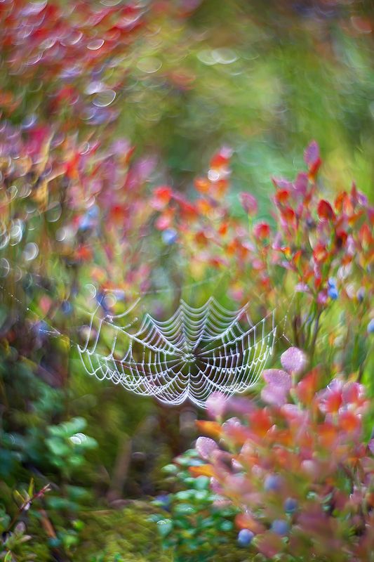 боке, природа, черника, паутина, лес, петцваль Черничные сны фото превью
