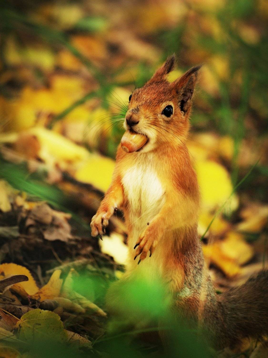 животные, белка, пленэр, жёлудь, Анна Петина