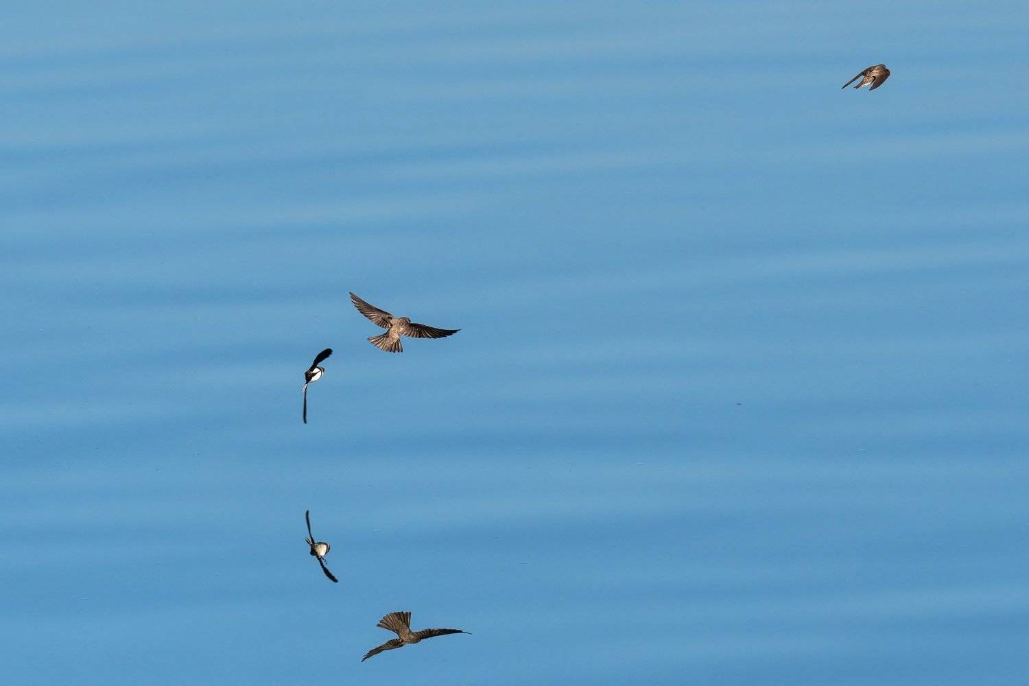Береговые ласточки, Олег Сидоров