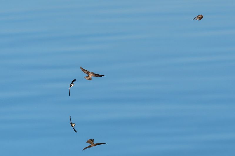 Береговые ласточки Зеркальный полёт. фото превью