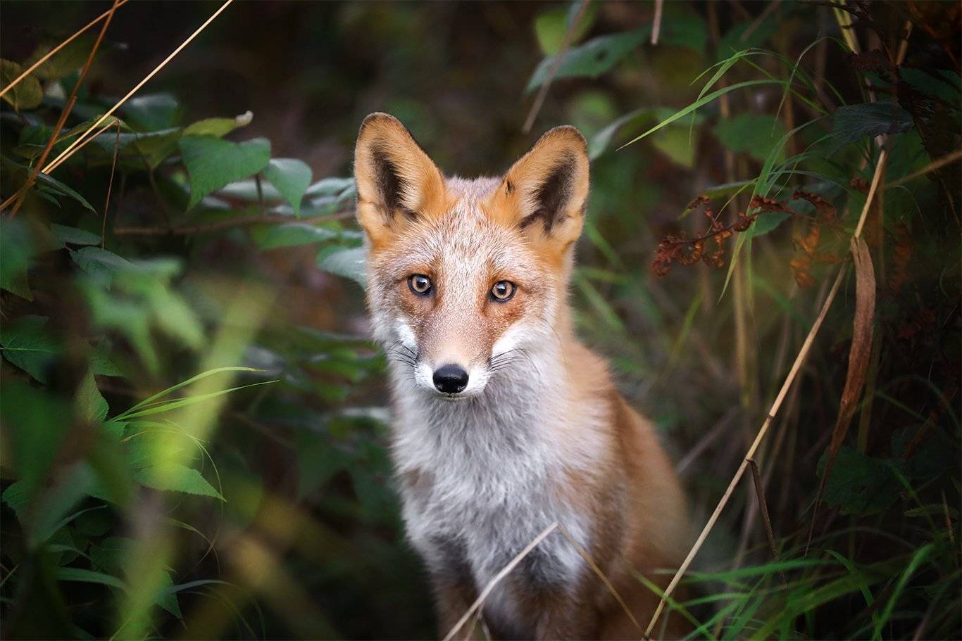 , Андрей Ершов