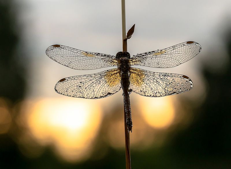 *** фото превью