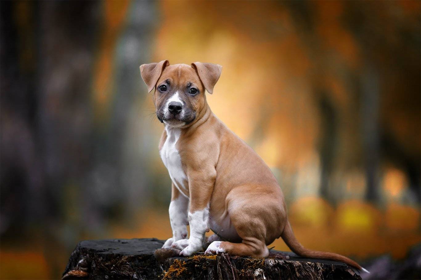 , Андрей Ершов