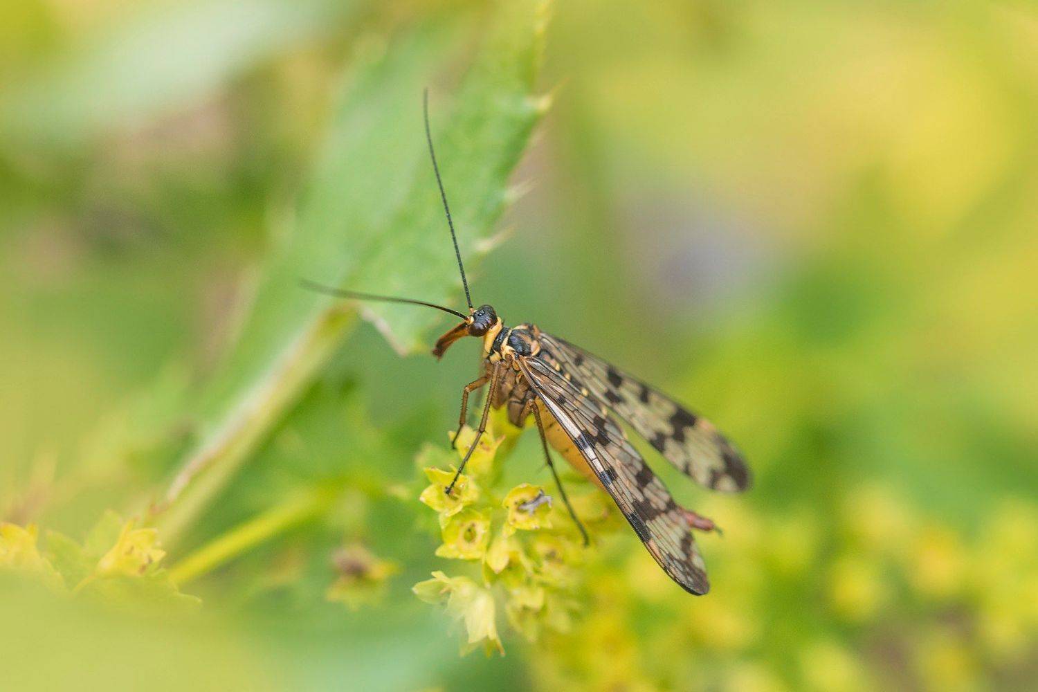 , Евгения Муравская