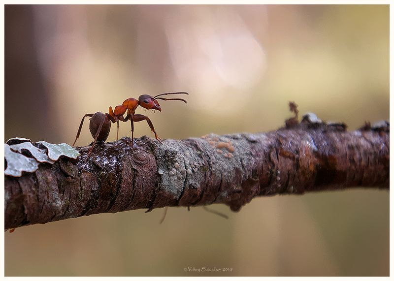 Лесной фото превью