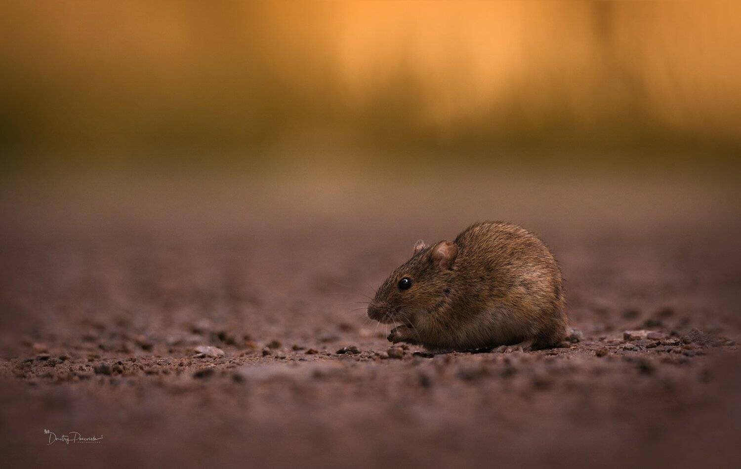 природа, лес, животные, птицы, Дмитрий Посевич