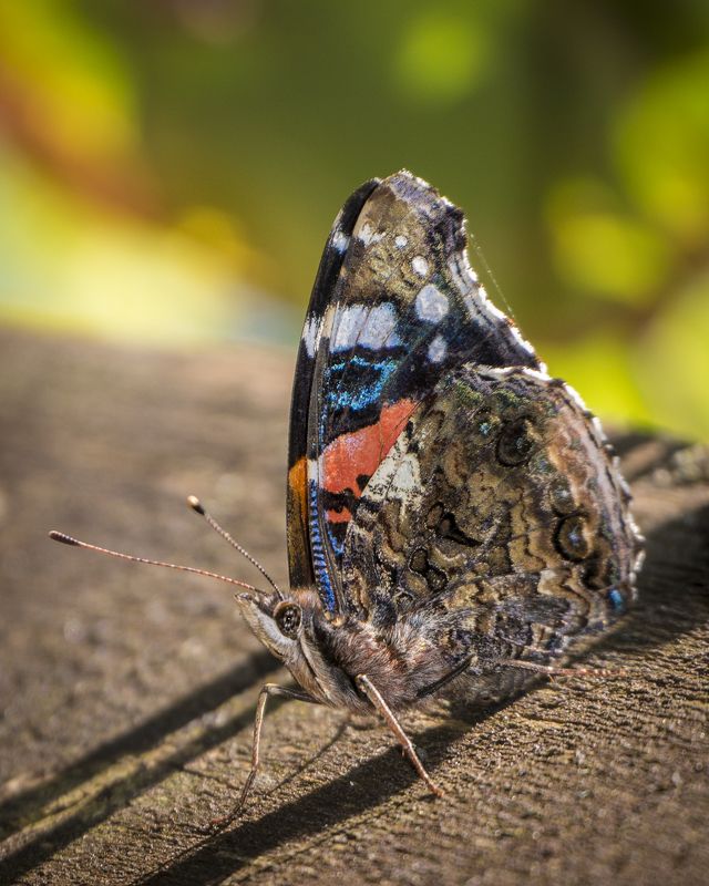 * фото превью