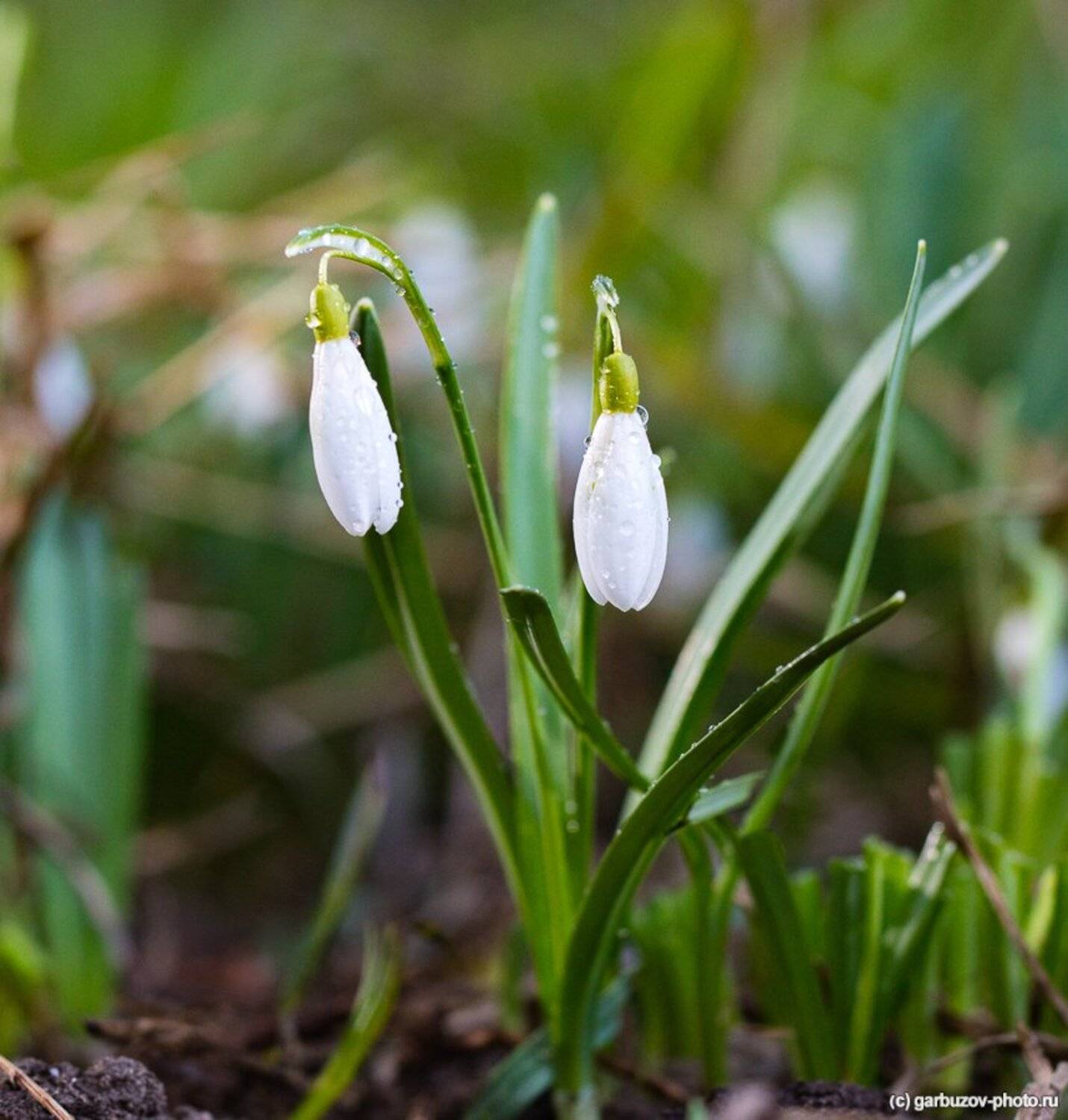 , Гарбузов Илья