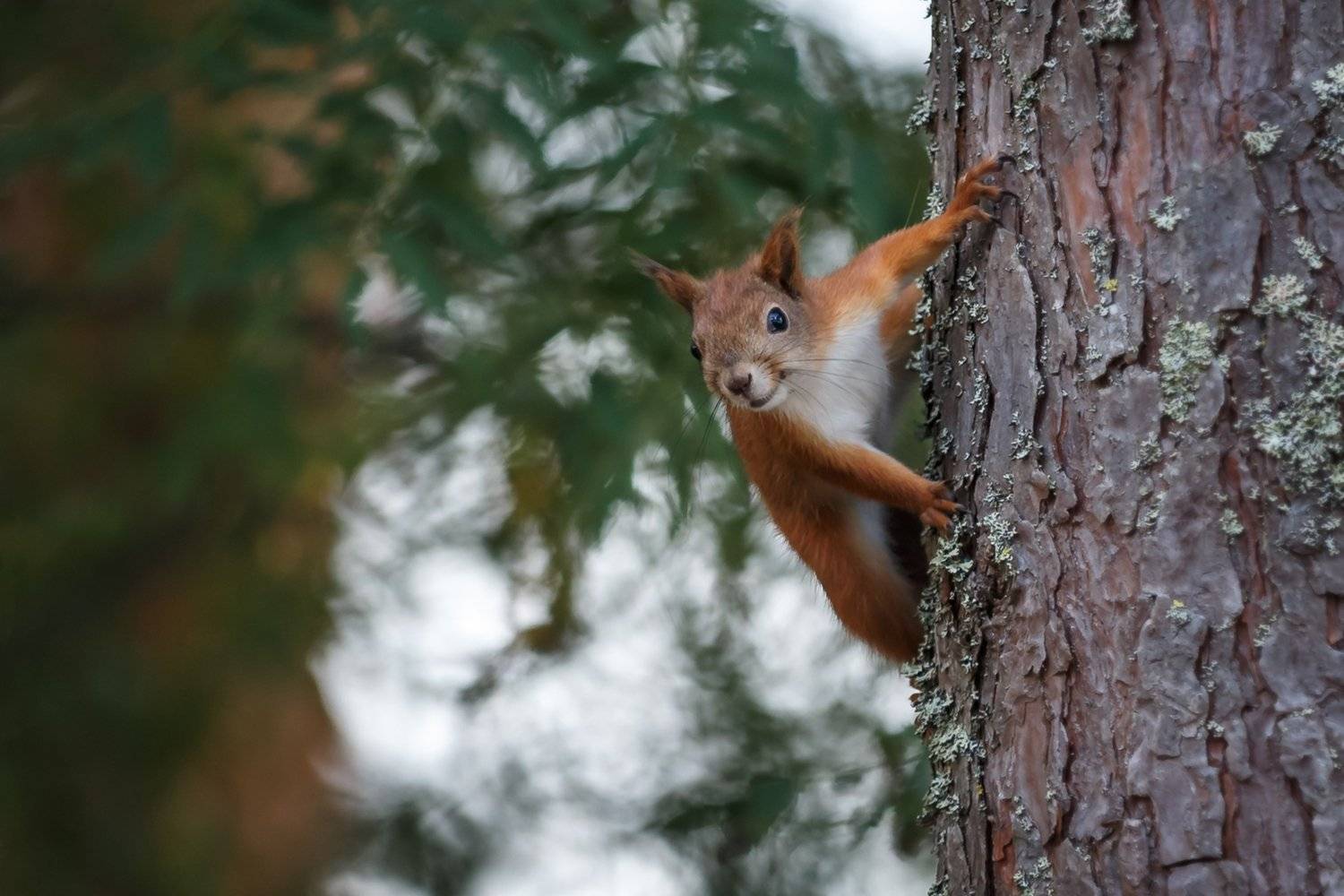 , Ирина Пажаева