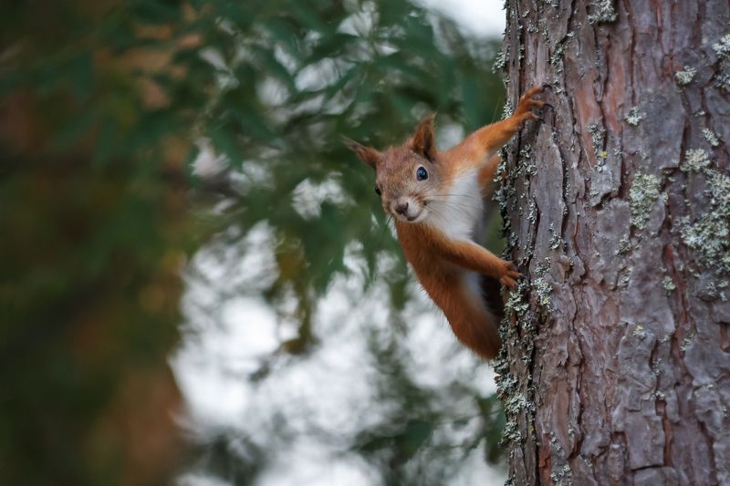 Доброе утро! фото превью
