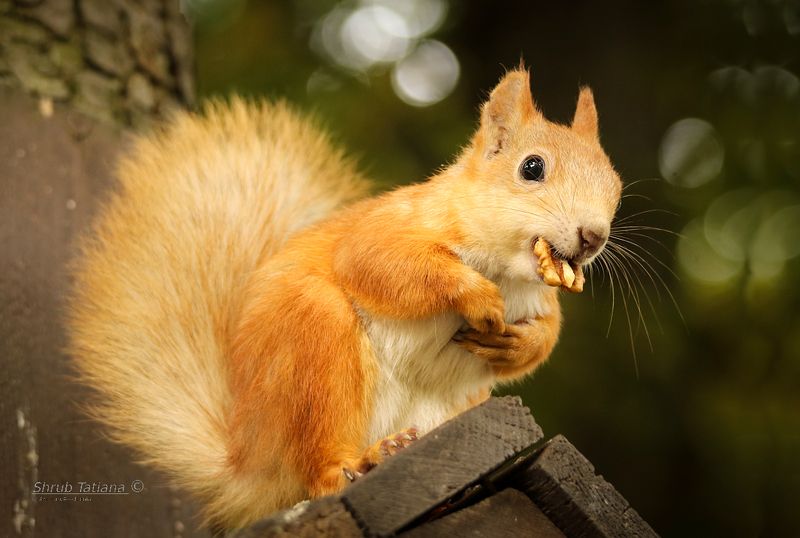 природа, парк, животные, белка, орех С орешком фото превью