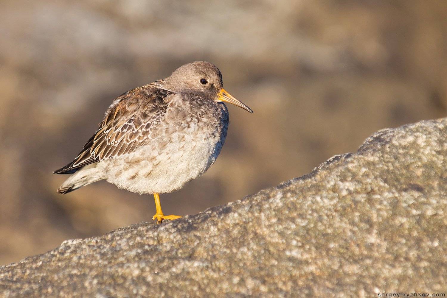 песочник, морской песочник, кулик, птица, север, исландия, iceland, stokksnes, bird, wildlife, nature, animal, shorebird, Purple sandpiper, Сергей Рыжков