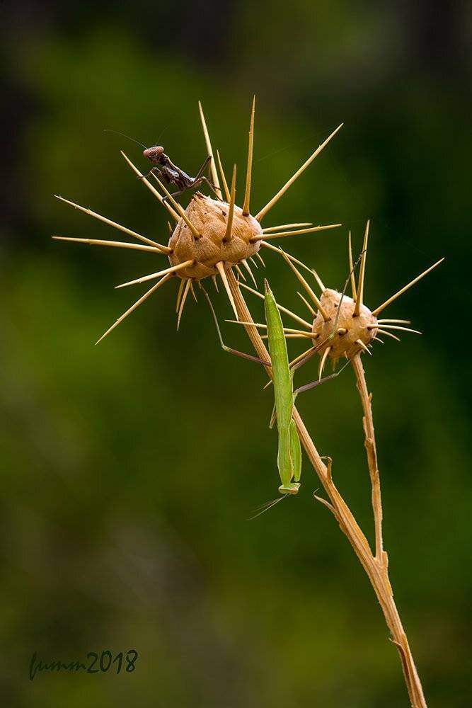 , Игорь ФУММ