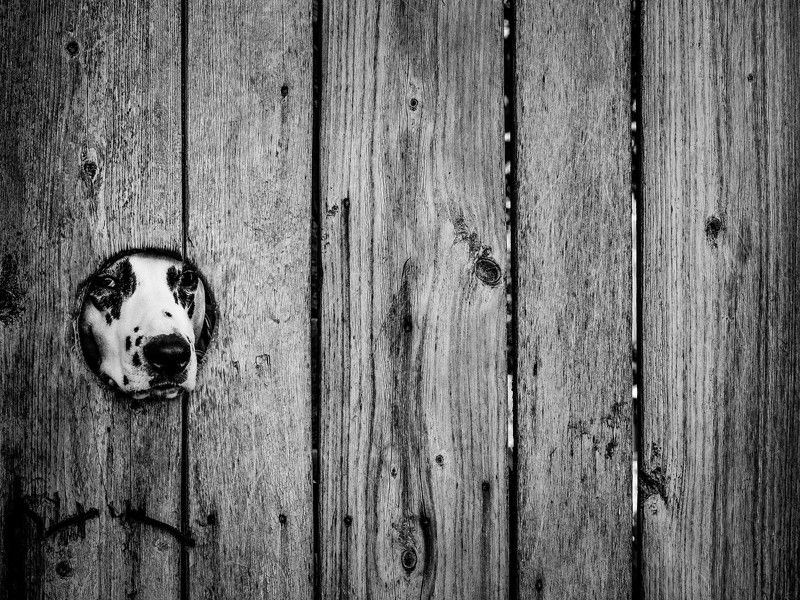 Ку-ку фото превью