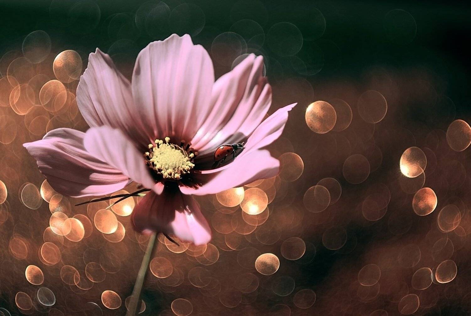 , Лапшина Владлена