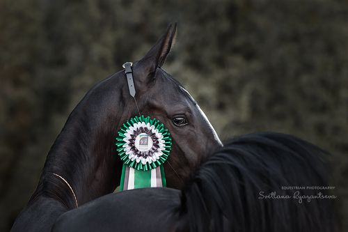 Akhal-Teke beauty