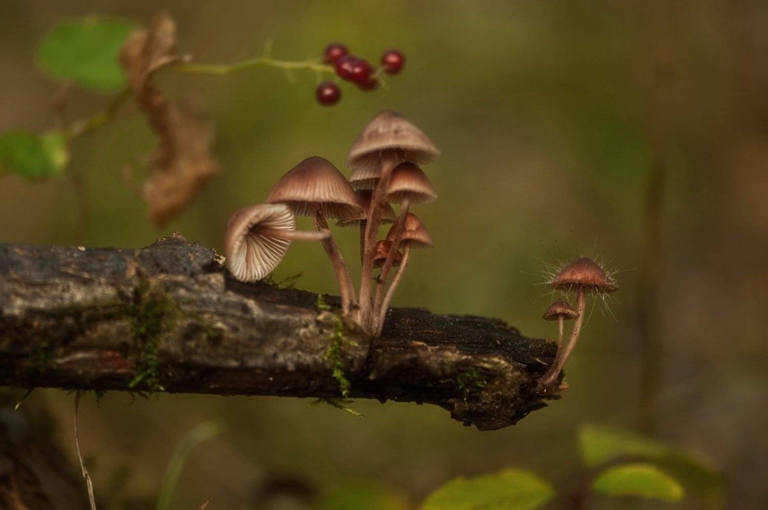 макро,лес,грибы,поганки,осень, Наталия К