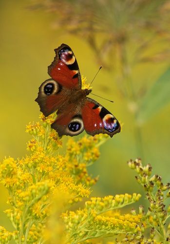 Павлиний глаз.