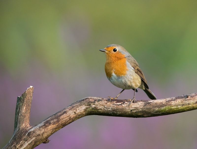 зарянка, птицы, малиновка, Зарянка фото превью