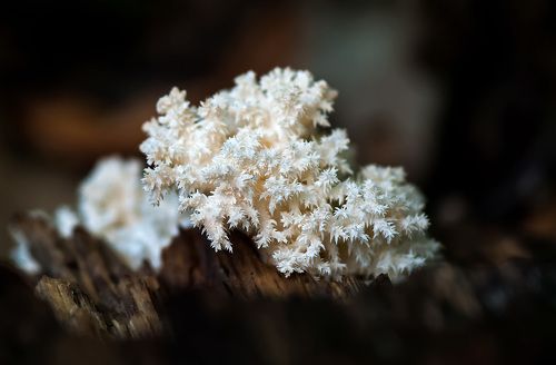 Кораллы