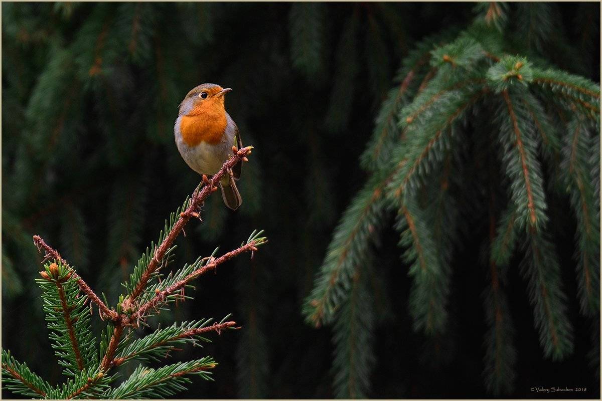 , Валерий Субачев