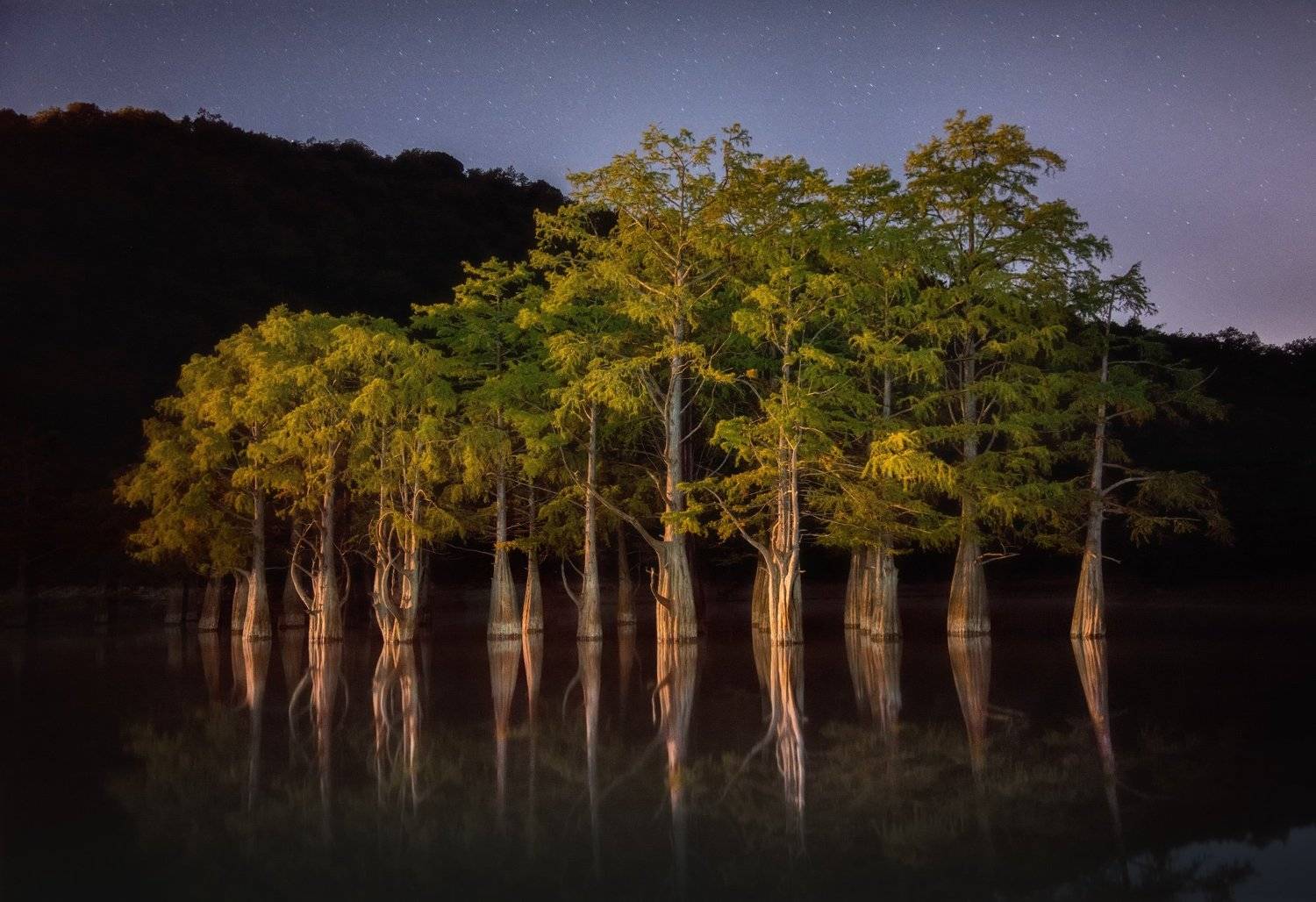 кипарис, ночь, Mashin Rostislav