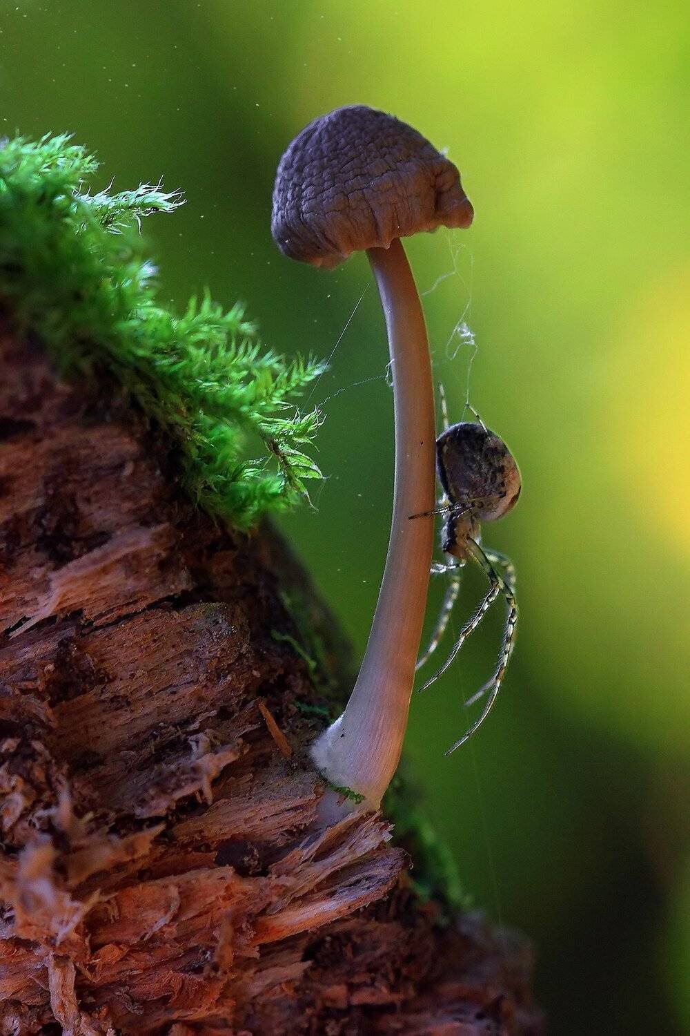 , Галина Горькавая