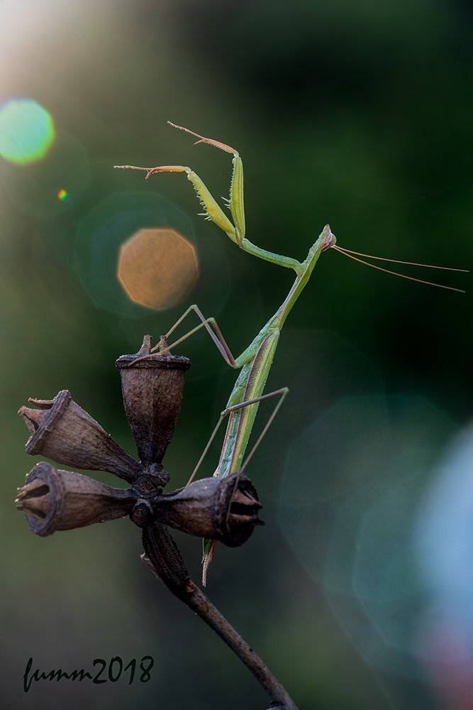 , Игорь ФУММ