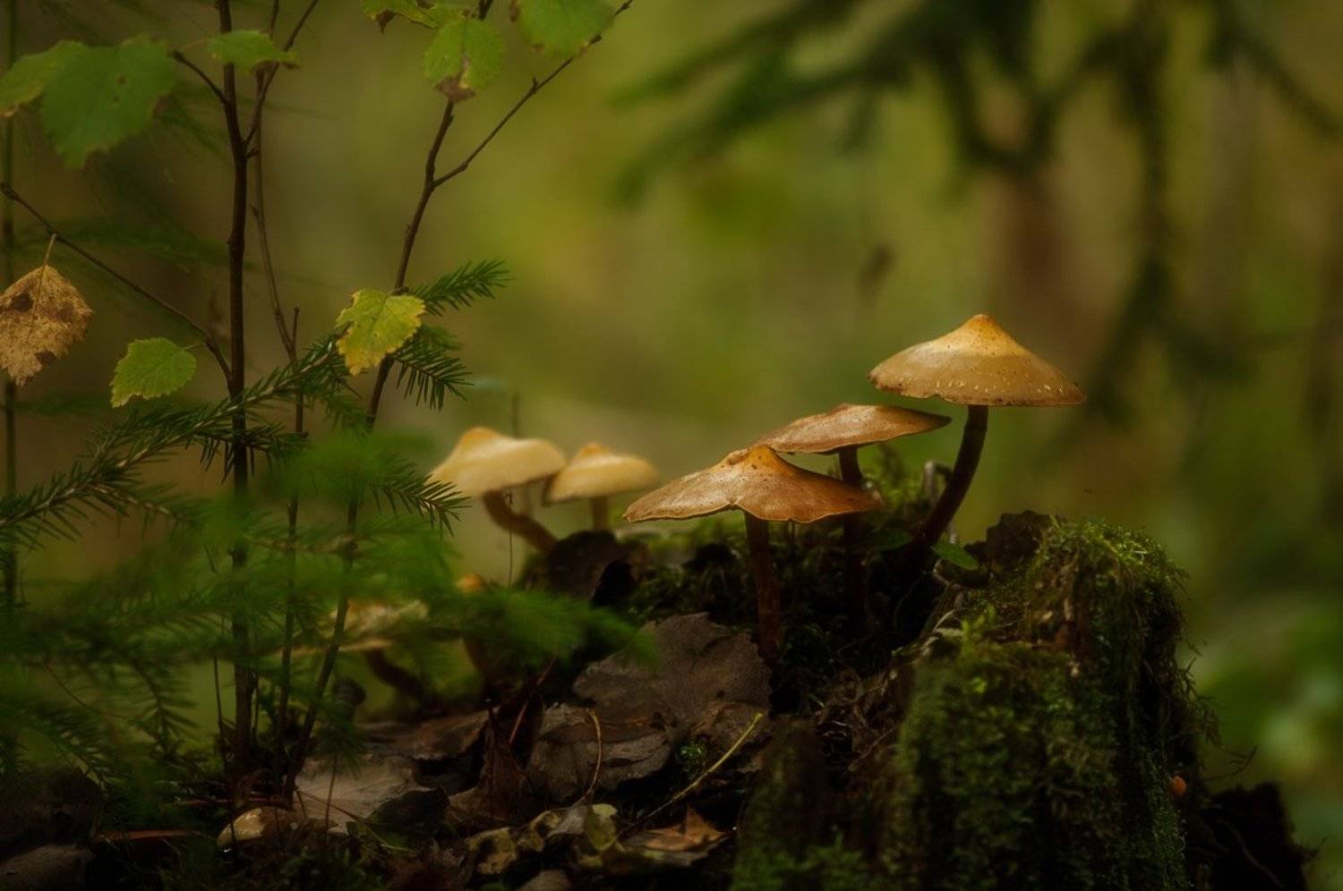 макро,лес,грибы,поганки,осень, Наталия К