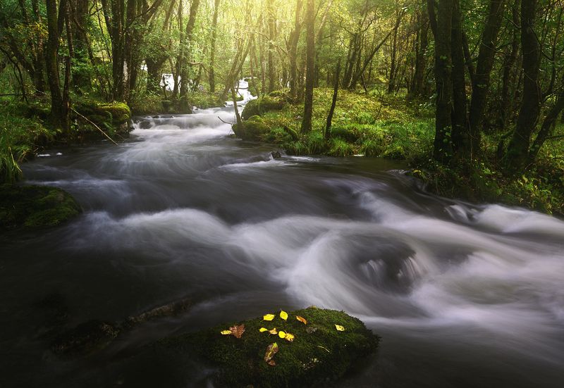 Forest river фото превью