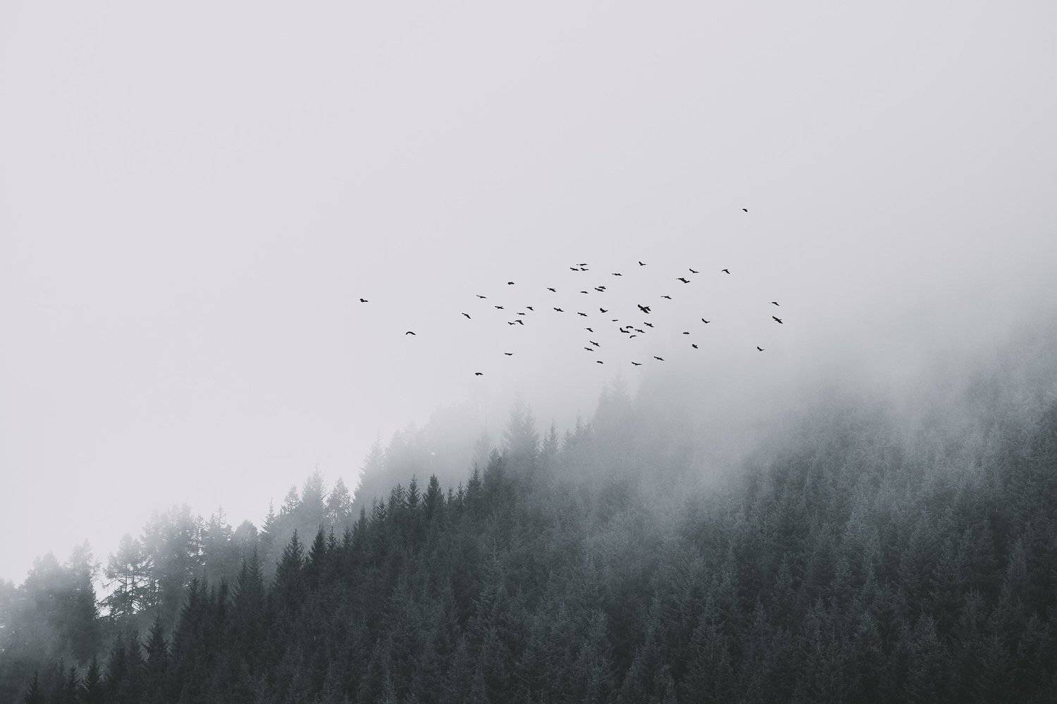 пейзаж, природа, горы, туман, лес, птицы, непогода, полет, Василий Шумкин