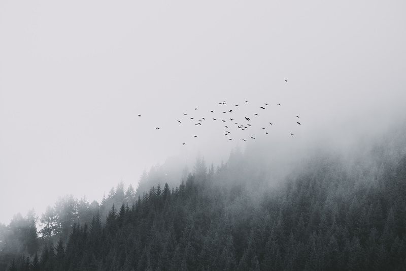 пейзаж, природа, горы, туман, лес, птицы, непогода, полет Стражи леса фото превью