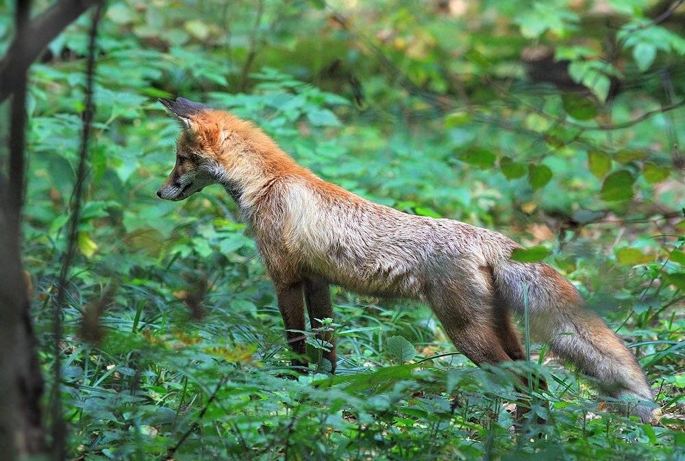 , Михаил Крюков