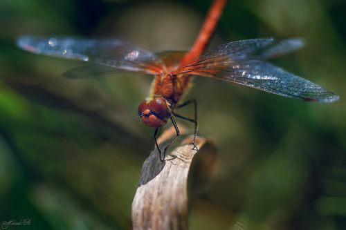 Самая изящная из насекомых