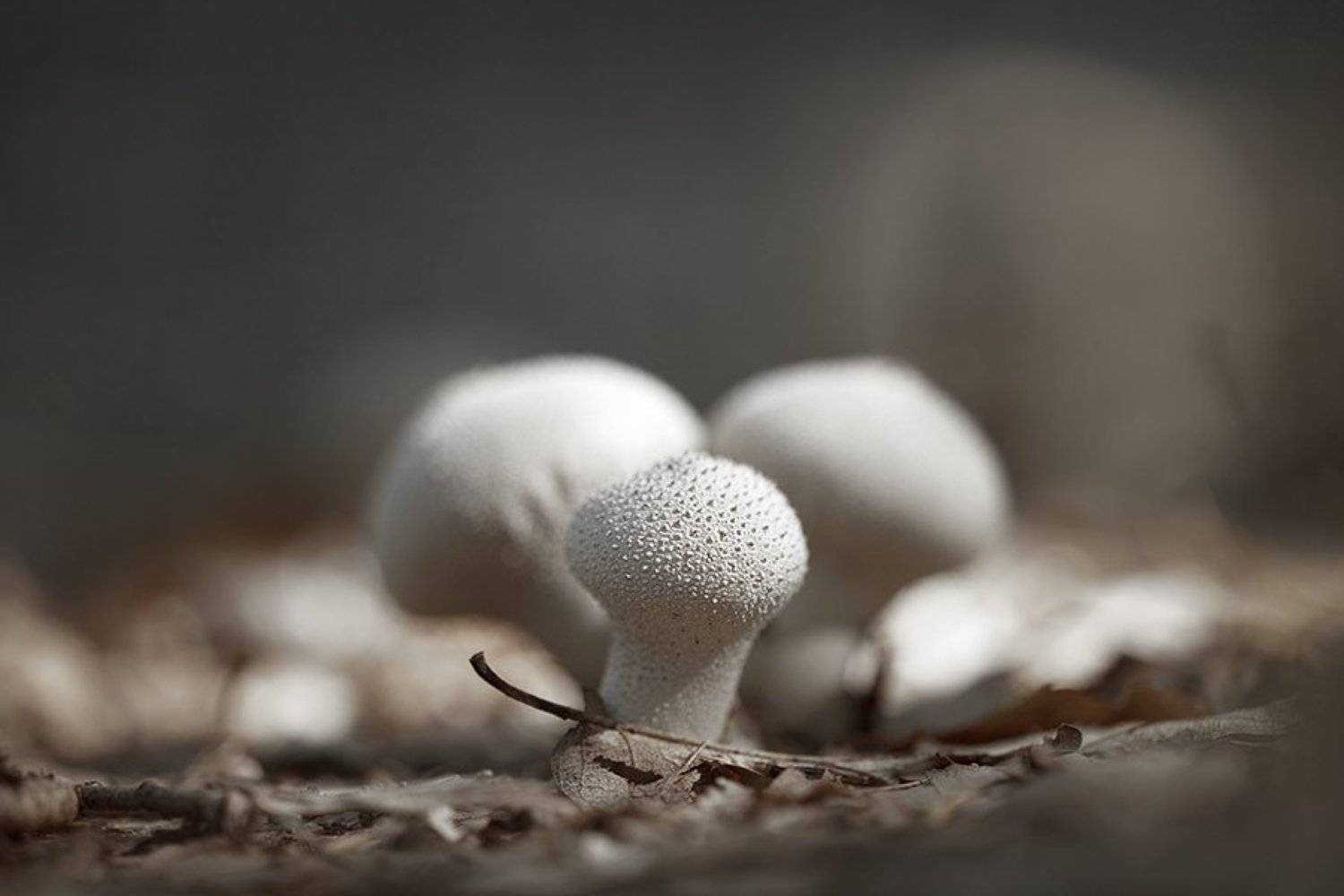 , Наталья Ова