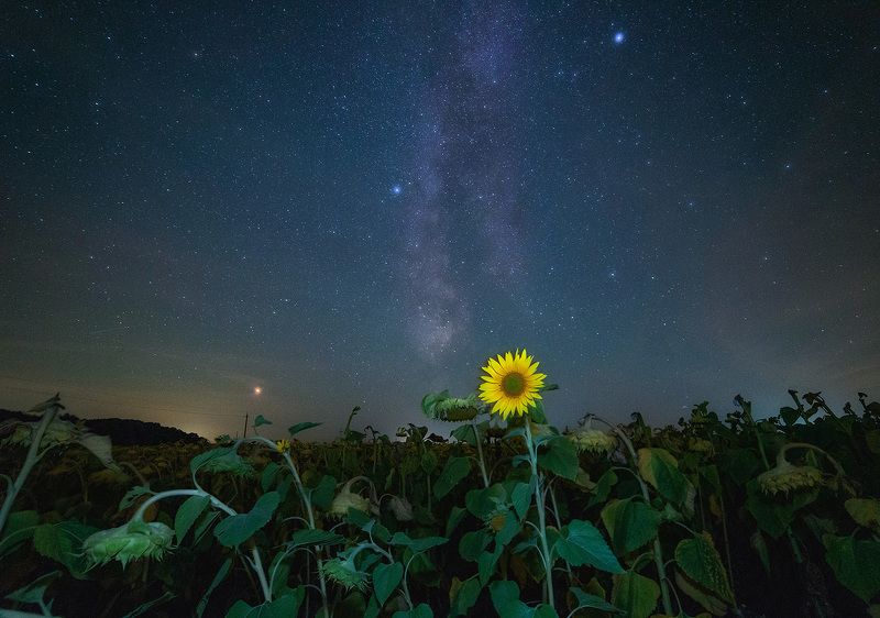 ночь, звезды, подсолнухи Чужой среди своих фото превью